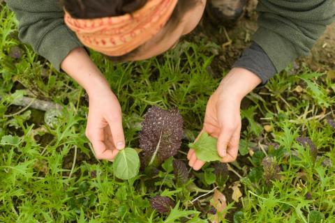 研究植物的学生